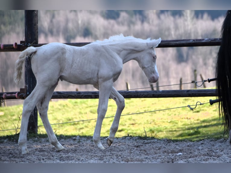 PRE Stallion 1 year in Manhay
