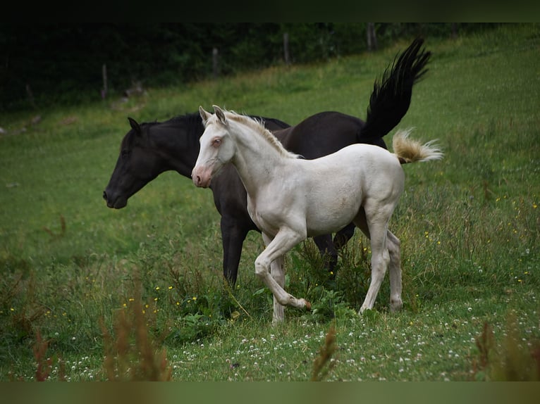 PRE Stallion 1 year in Manhay