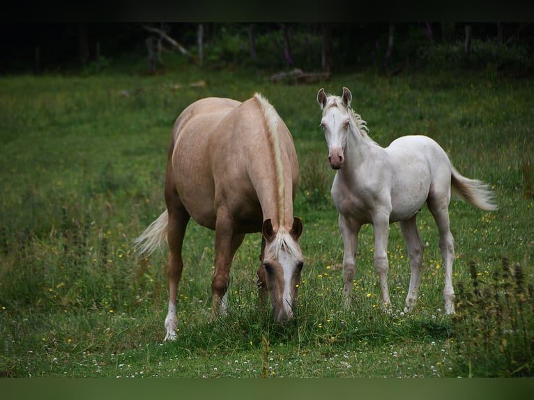 PRE Stallion 1 year in Manhay