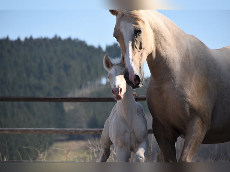 PRE Stallion 1 year in Manhay