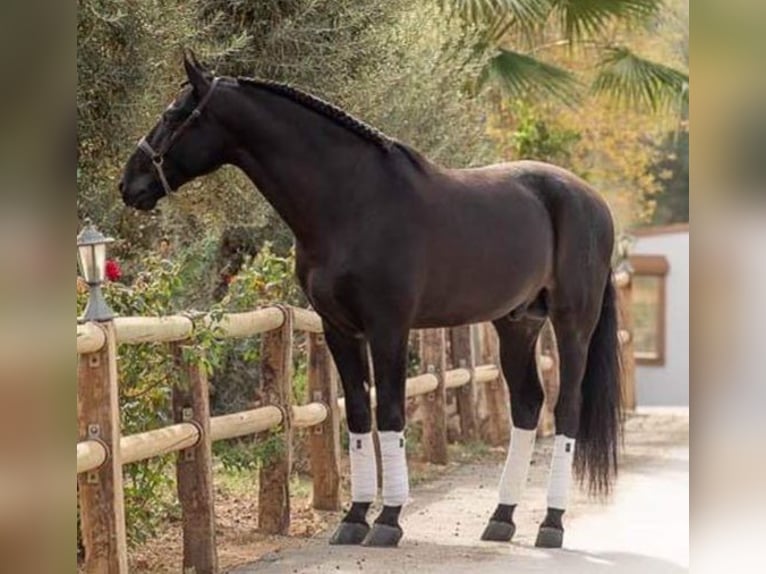 PRE Mix Stallion 1 year Bay-Dark in Estepa