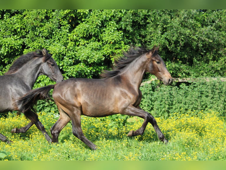 PRE Mix Stallion 1 year Bay-Dark in Alveringem