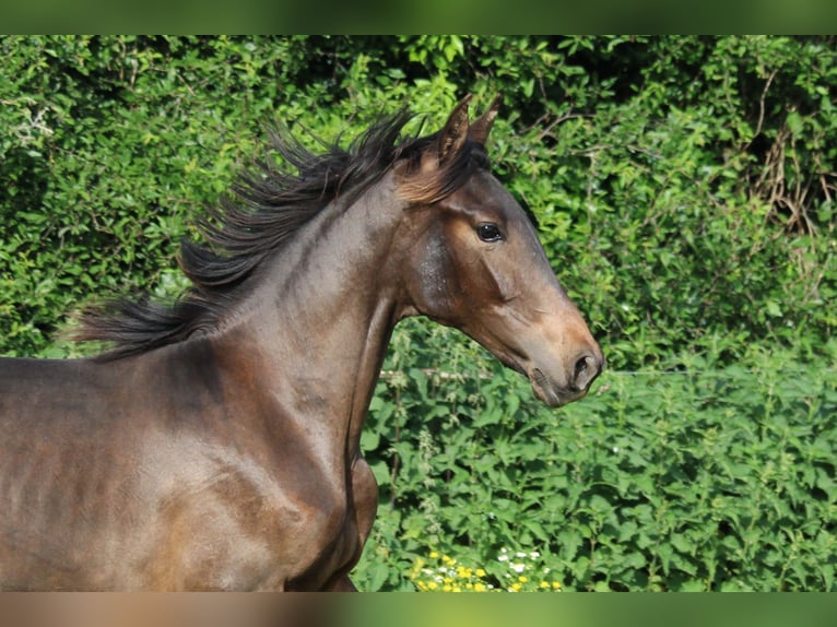 PRE Mix Stallion 1 year Bay-Dark in Alveringem