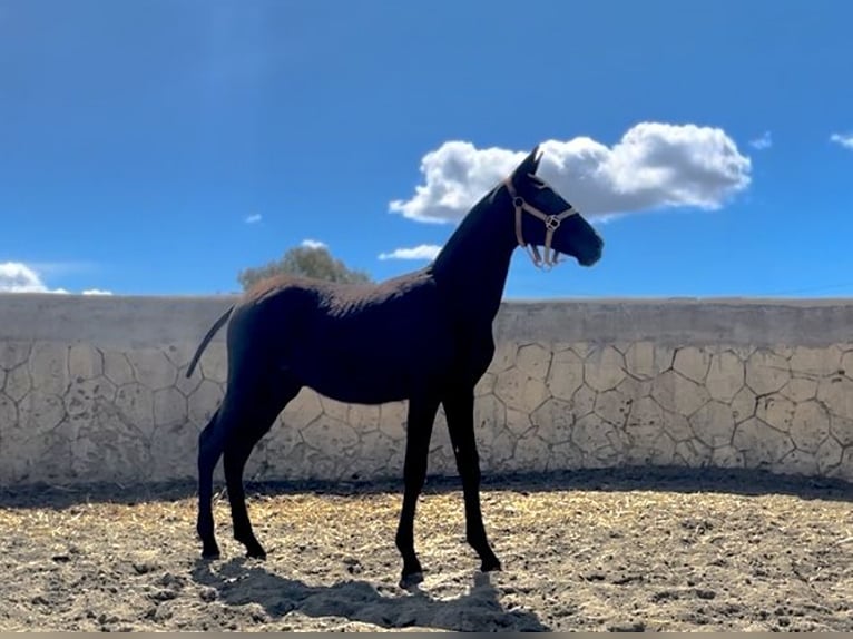 PRE Mix Stallion 1 year Black in Malaga, Andalusia PRE Mix Stallion 1 year Black in Malaga, Andalusia