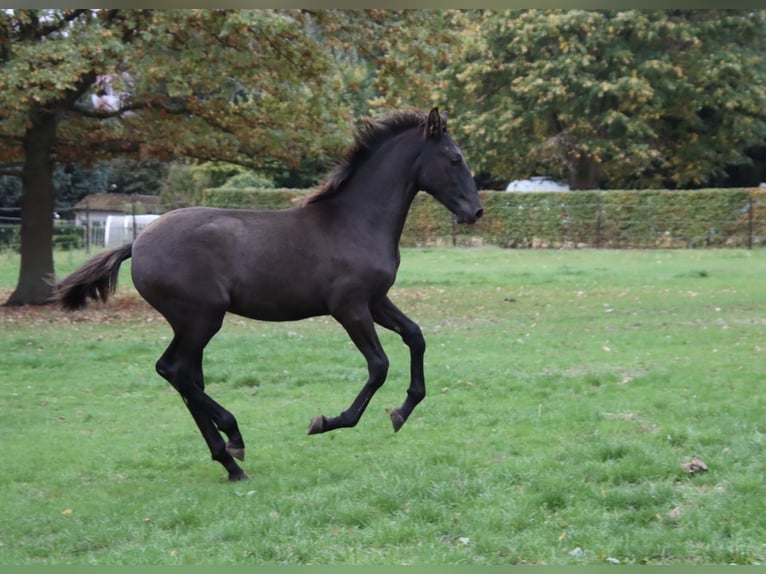 PRE Mix Stallion 1 year Black in Pellenberg