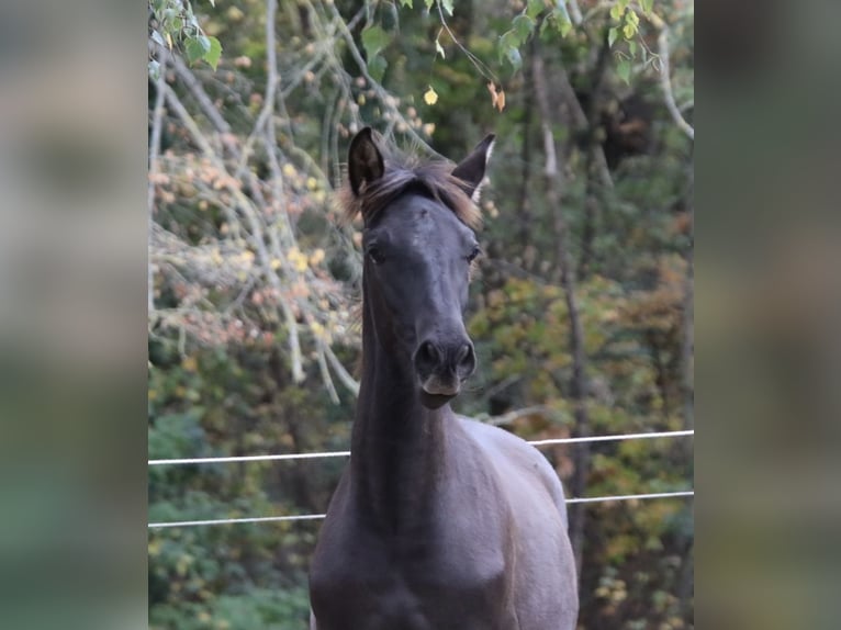 PRE Mix Stallion 1 year Black in Pellenberg