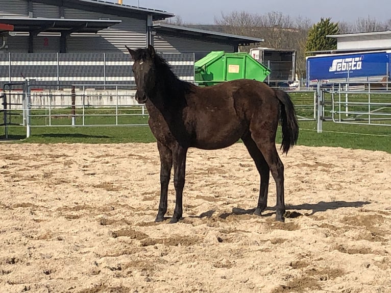 PRE Stallion 1 year Black in Bahlingen am Kaiserstuhl