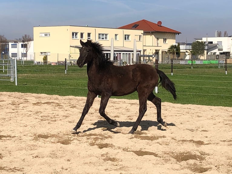 PRE Stallion 1 year Black in Bahlingen am Kaiserstuhl