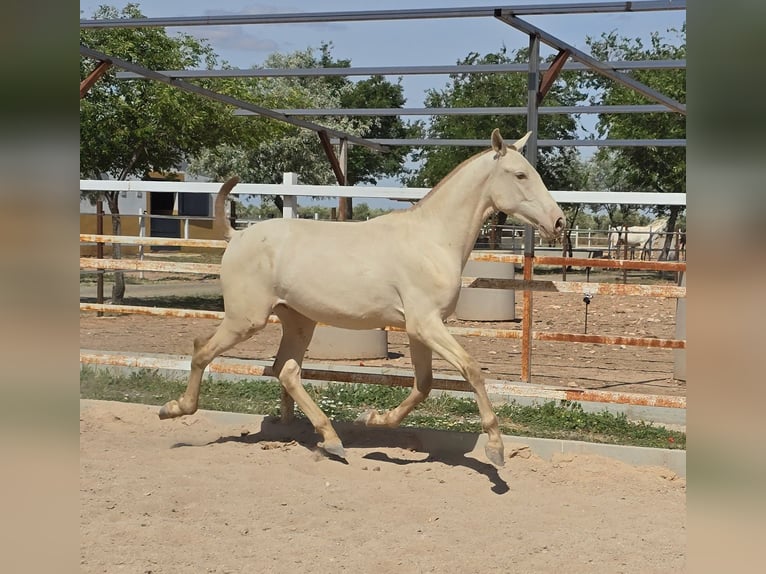 PRE Stallion 1 year in Torralba De Calatrava