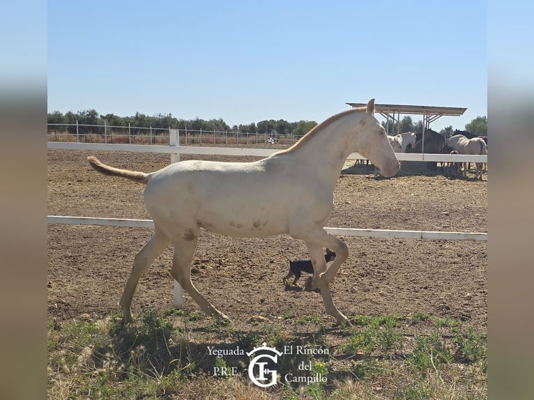 PRE Stallion 1 year in Torralba De Calatrava