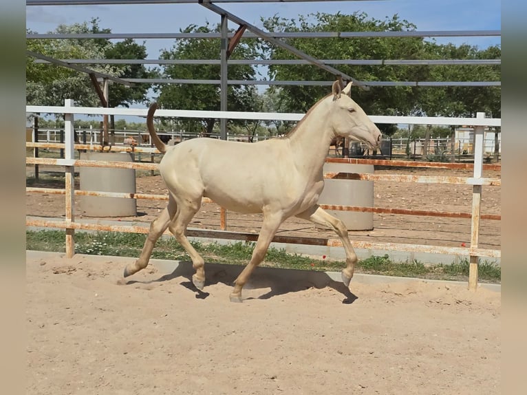 PRE Stallion 1 year in Torralba De Calatrava