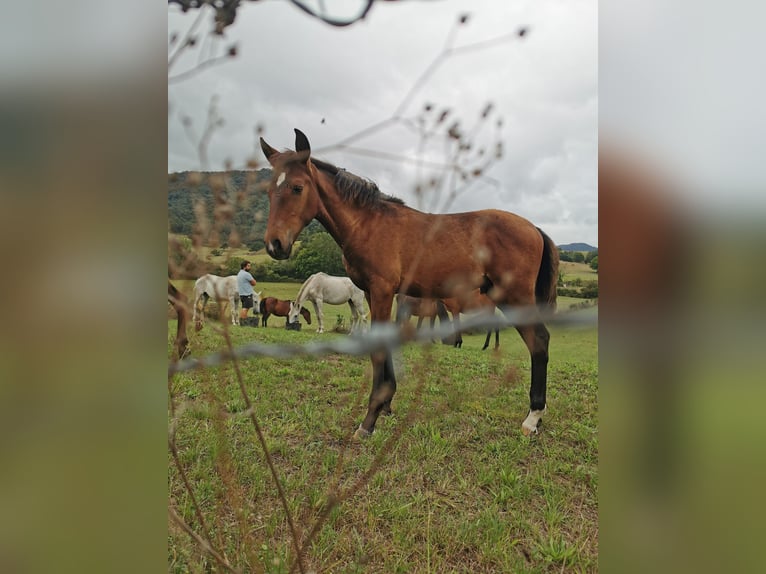 PRE Mix Stallion 1 year Brown in Amurrio