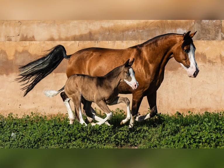 PRE Stallion 1 year Brown in Archena