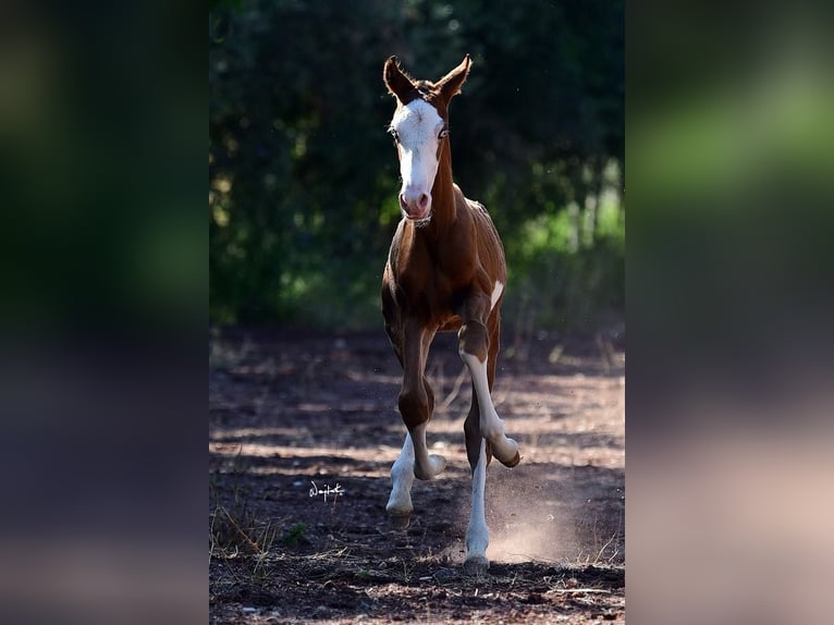 PRE Stallion 1 year Brown in Archena