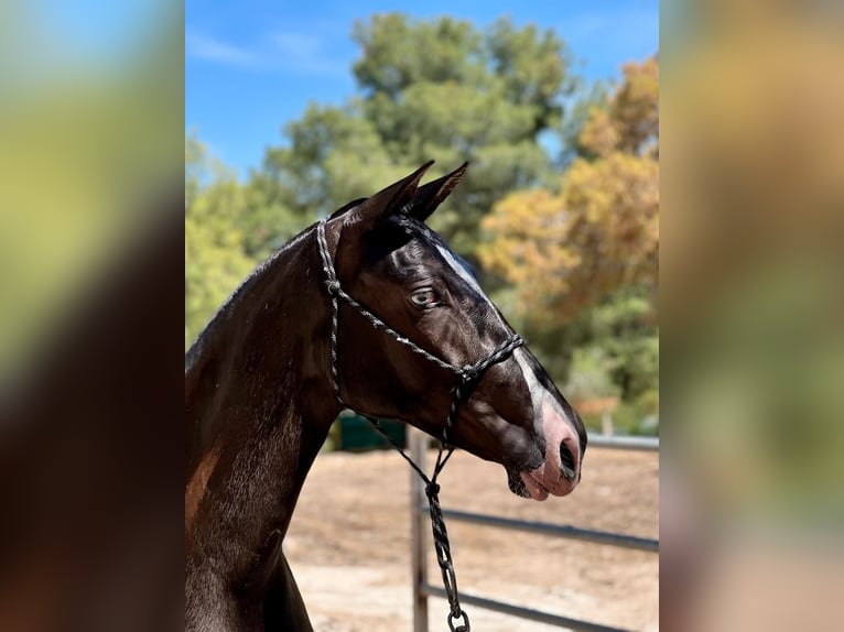 PRE Stallion 1 year Brown in Archena