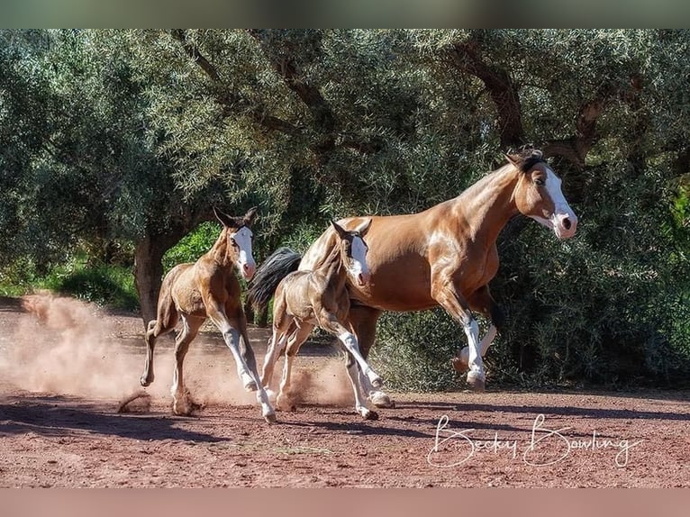 PRE Stallion 1 year Brown in Archena