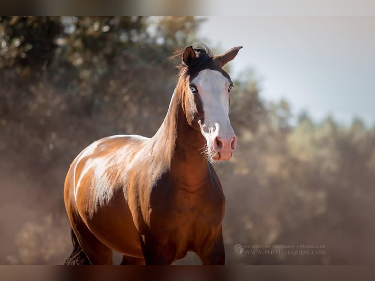 PRE Stallion 1 year Brown in Archena