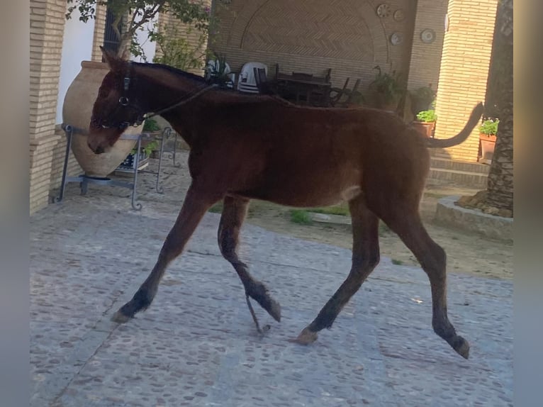 PRE Mix Stallion 1 year Brown in Sevilla