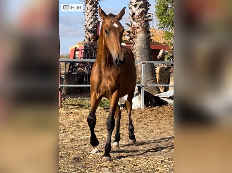 PRE Stallion 1 year Brown in Arcos de la Frontera