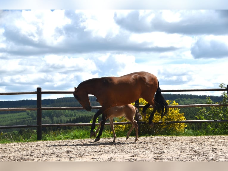 PRE Stallion 1 year Brown in Dochamps