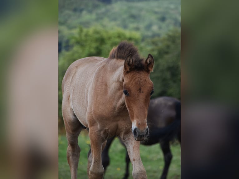 PRE Stallion 1 year Brown in Dochamps