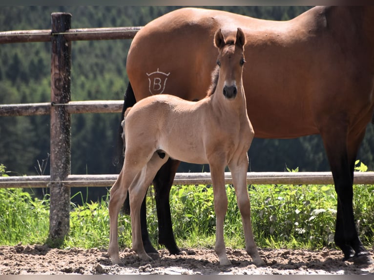 PRE Stallion 1 year Brown in Dochamps