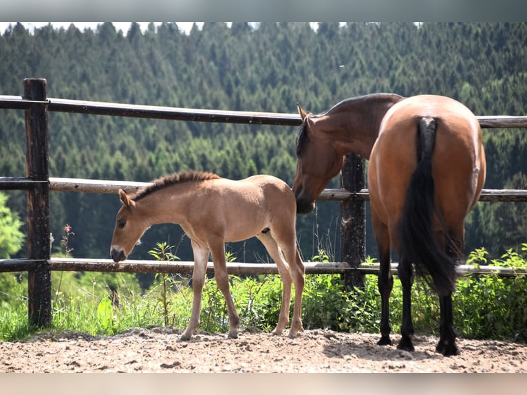 PRE Stallion 1 year Brown in Dochamps