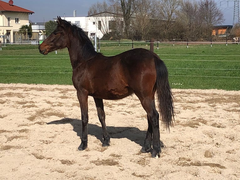 PRE Stallion 1 year Brown in Bahlingen am Kaiserstuhl