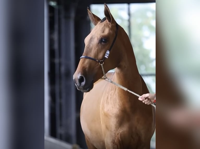 PRE Mix Stallion 1 year Brown in Verlinghem