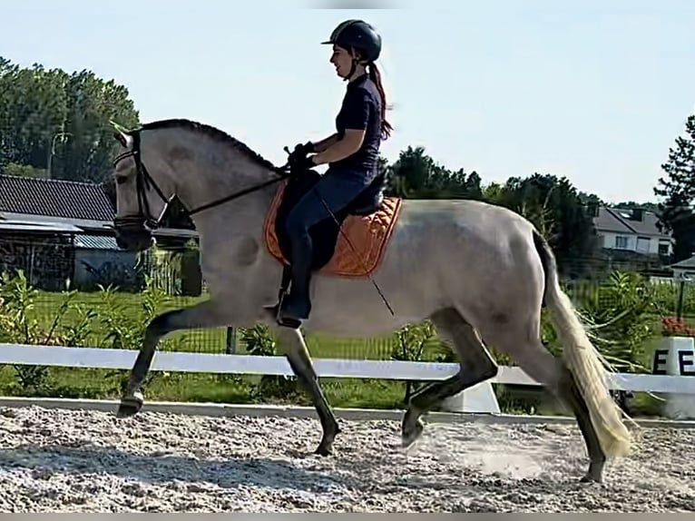 PRE Stallion 1 year Brown in Jemeppe sur sambre
