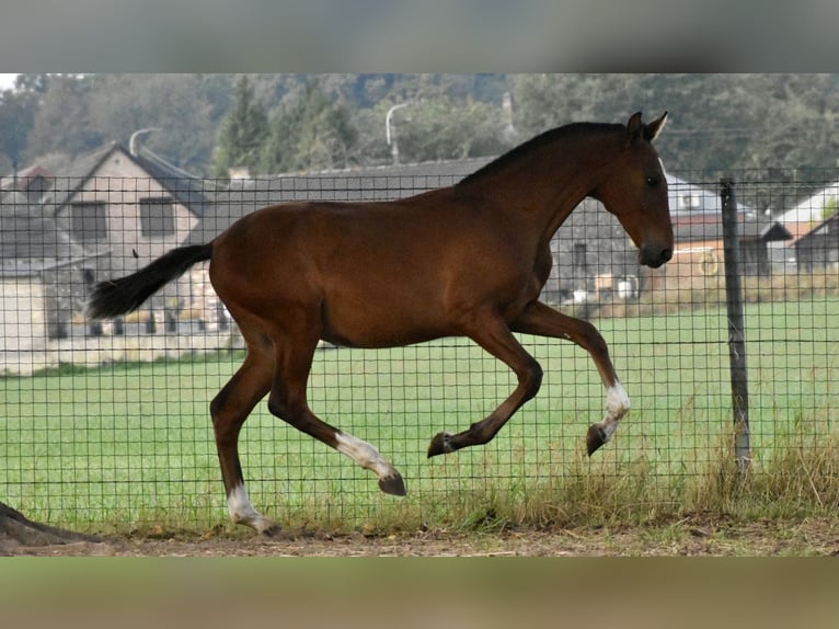 PRE Stallion 1 year Brown in Jemeppe sur sambre