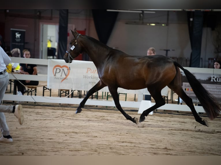 PRE Stallion 1 year Brown in Alveringem