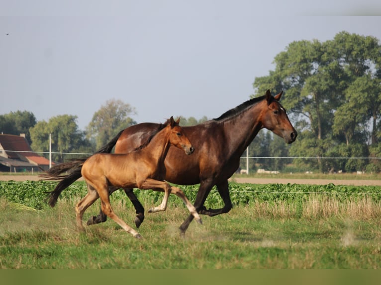 PRE Stallion 1 year Brown in Alveringem