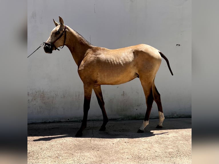 PRE Stallion 1 year Brown in Almonte