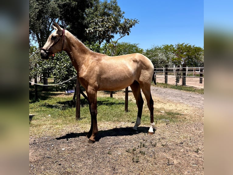 PRE Stallion 1 year Brown in Almonte