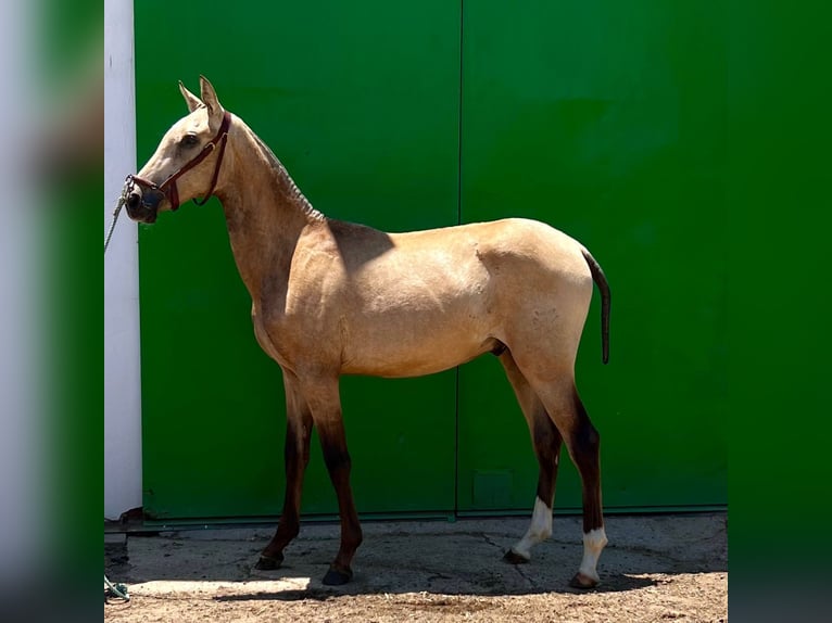 PRE Stallion 1 year Brown in Almonte