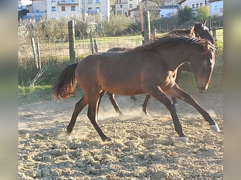 PRE Stallion 1 year Brown in Etxarri-Aranatz
