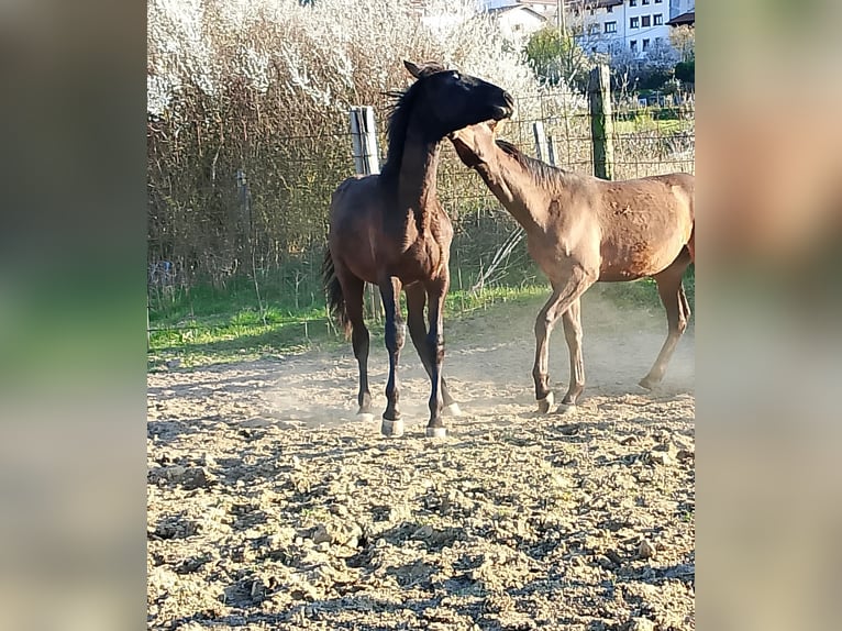 PRE Stallion 1 year Brown in Etxarri-Aranatz