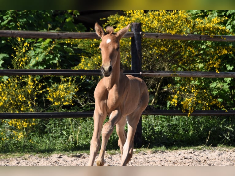 PRE Stallion 1 year Buckskin in Manhay