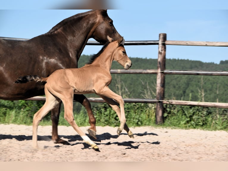 PRE Stallion 1 year Buckskin in Manhay
