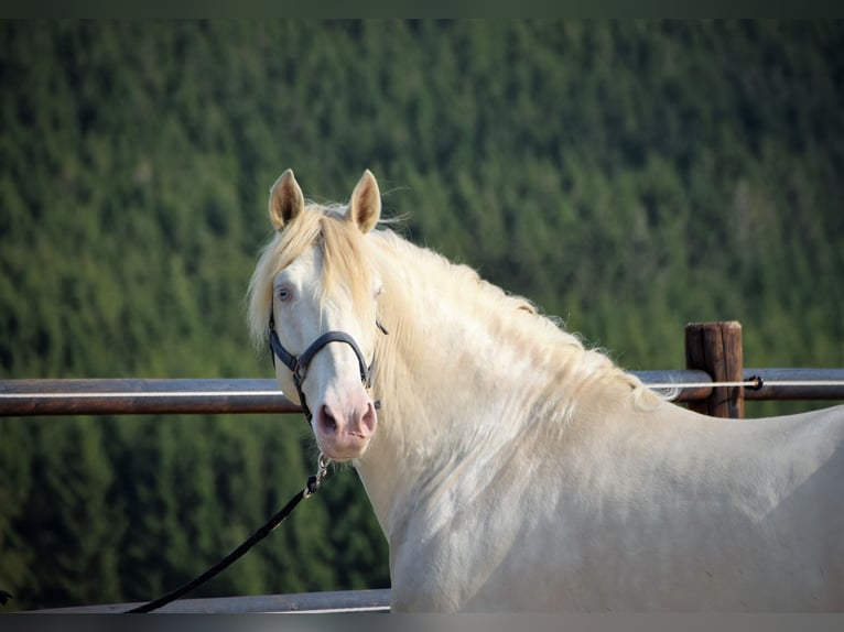 PRE Stallion 1 year Buckskin in Manhay