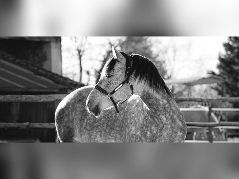 PRE Stallion 1 year Chestnut-Red in Souvigné