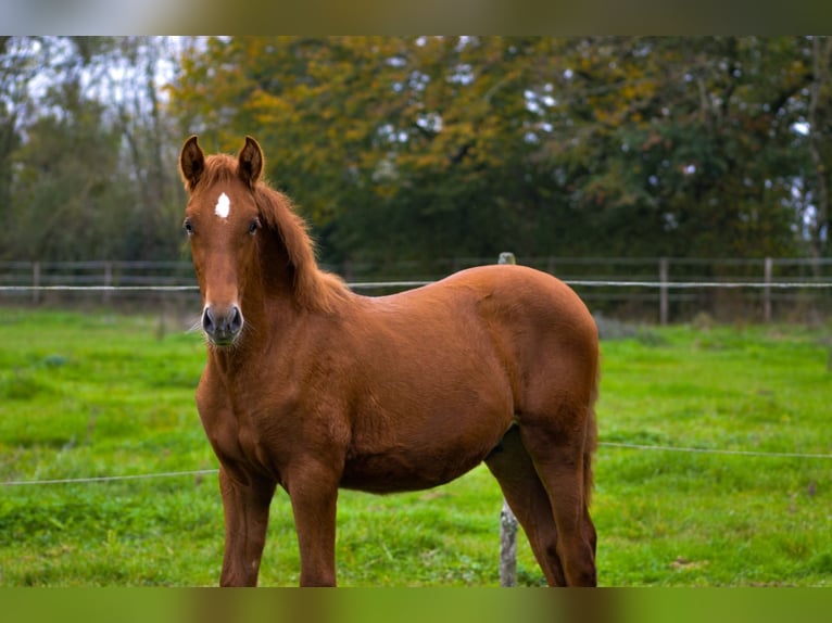 PRE Stallion 1 year Chestnut-Red in Souvigné