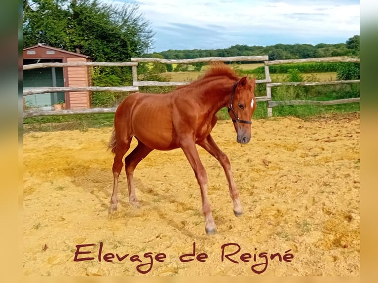 PRE Stallion 1 year Chestnut-Red in Souvigné