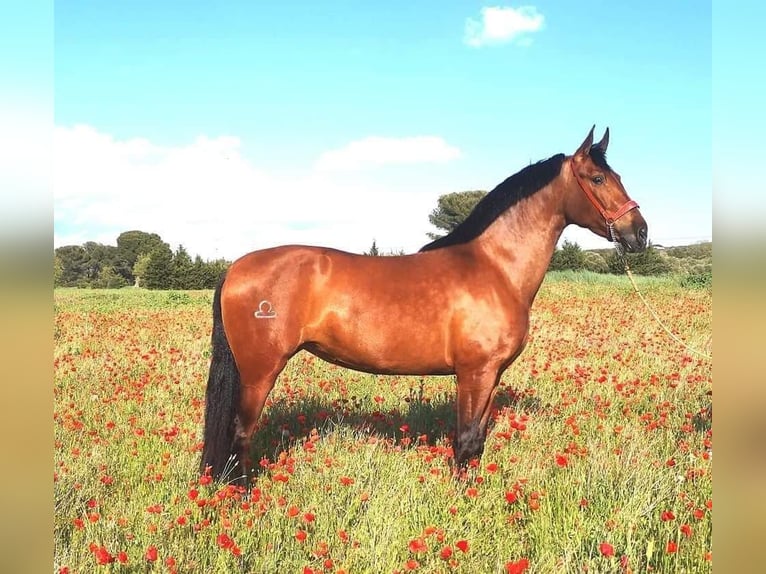 PRE Stallion 1 year Chestnut-Red in Souvigné