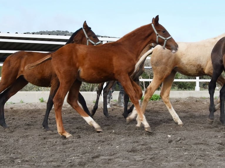 PRE Stallion 1 year Chestnut-Red in Provinz Sevilla