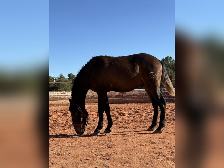 PRE Mix Stallion 1 year in Fuendetodos