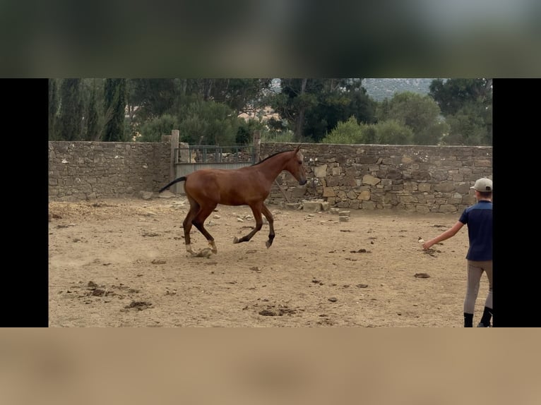 PRE Stallion 1 year in Las Piñas