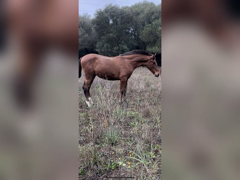 PRE Stallion 1 year  in Las Piñas