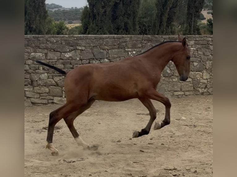 PRE Stallion 1 year in Las Piñas